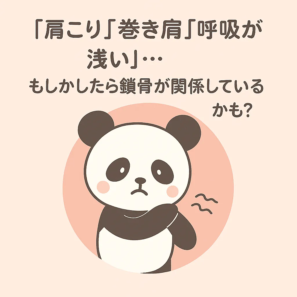 「鎖骨(さこつ)」について